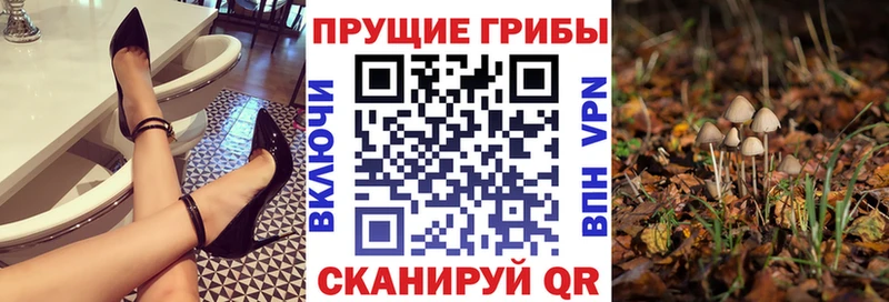 Псилоцибиновые грибы Psilocybine cubensis  Магнитогорск 
